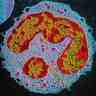 Cytoplasme d'un granulocyte